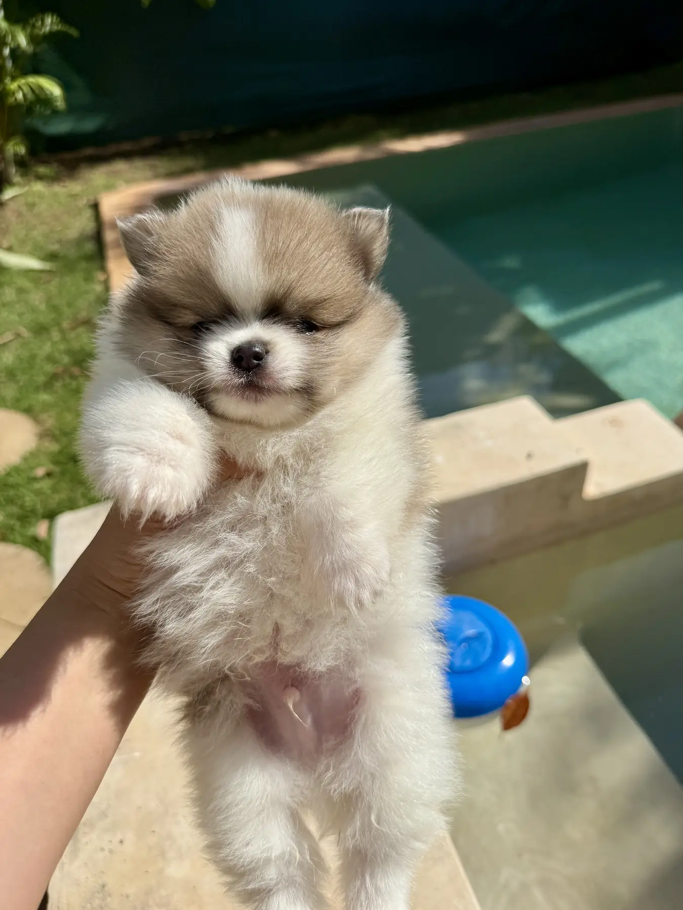 Cachorro Pomerania Teddy Bear en brazos, mostrando crianza cercana en casa.
