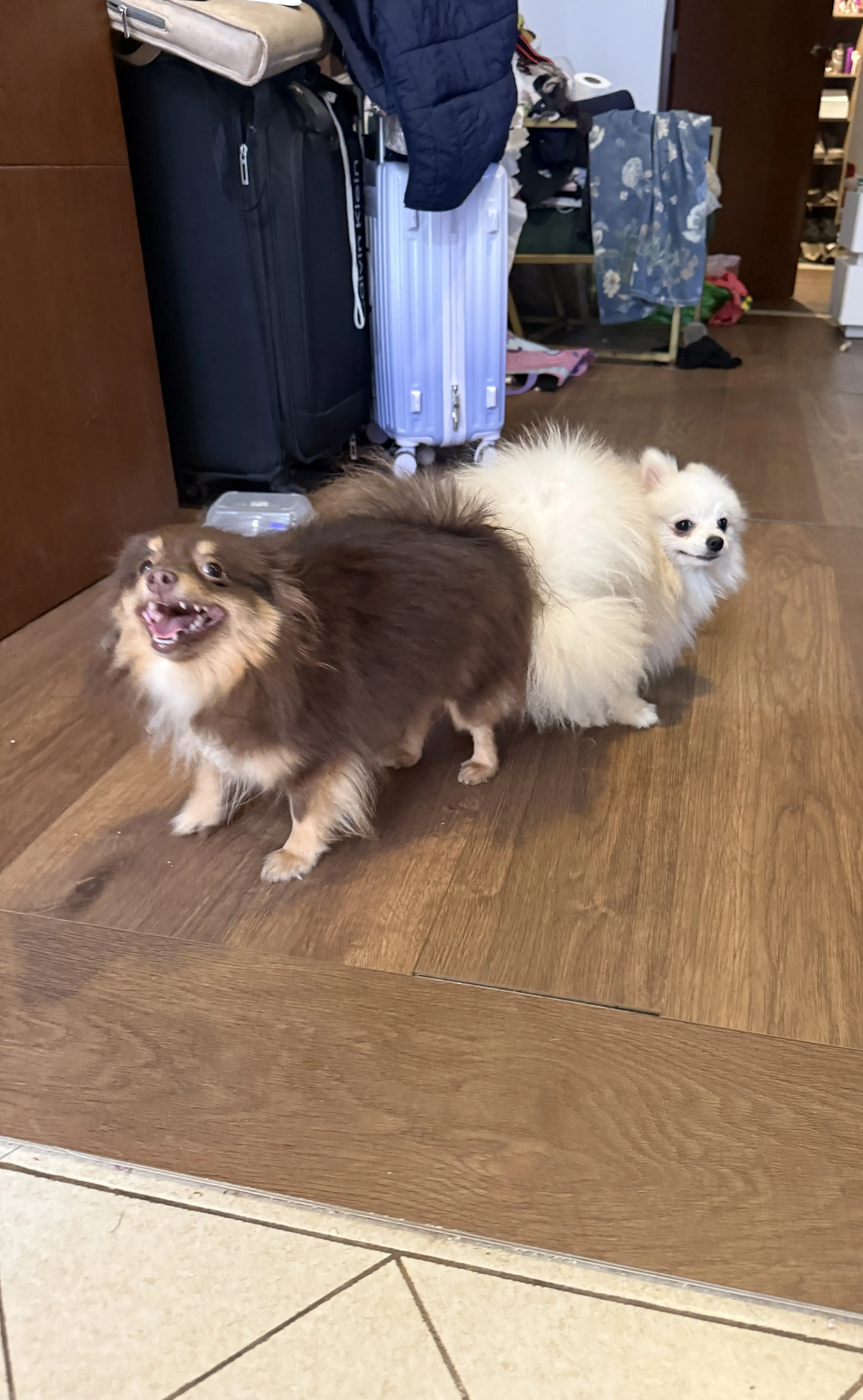 Padres Pomerania de Pom Pom GLAMI en ambiente de casa.
