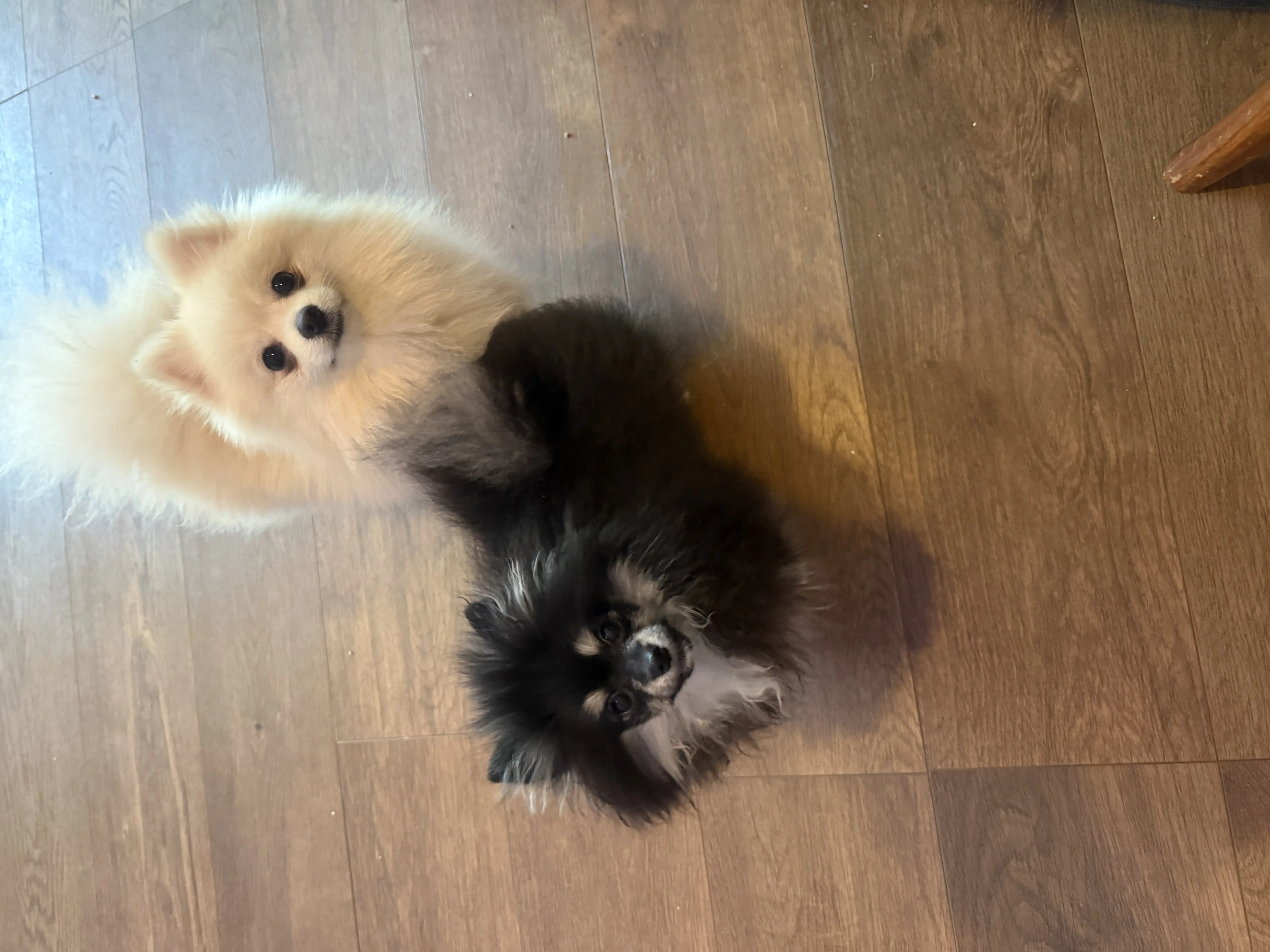 Padres Pomerania de Pom Pom GLAMI vistos juntos en casa.