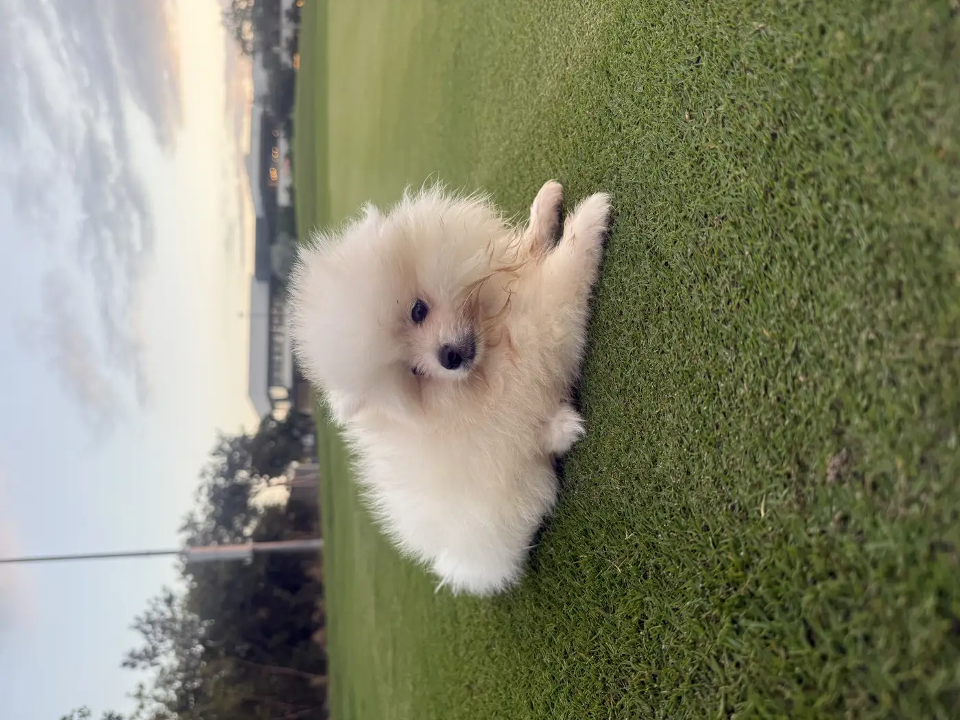 Cachorro Pomerania Teddy Bear sostenido con cuidado en casa.