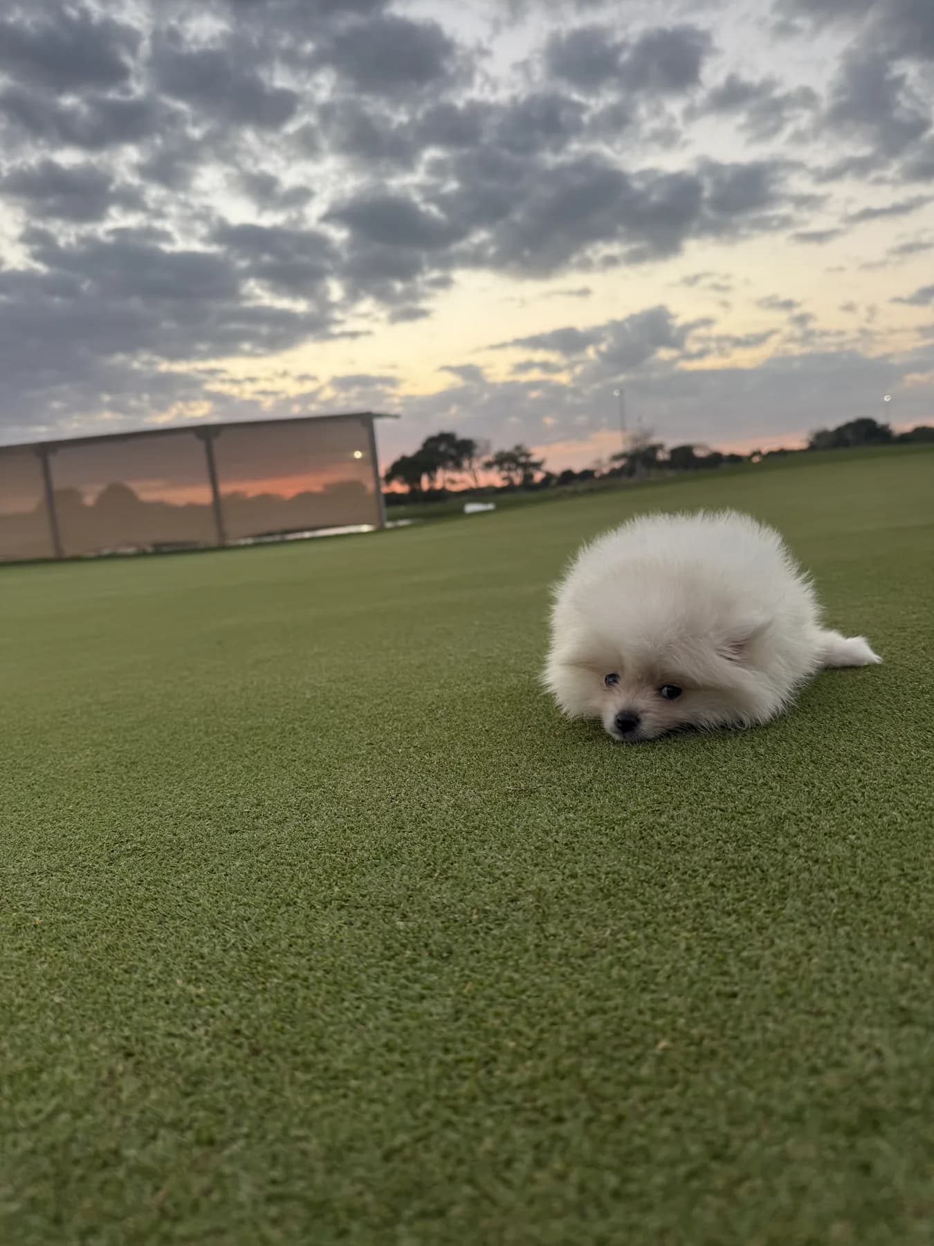 Cachorro Pomerania Teddy Bear en foto aprobada para la galería.