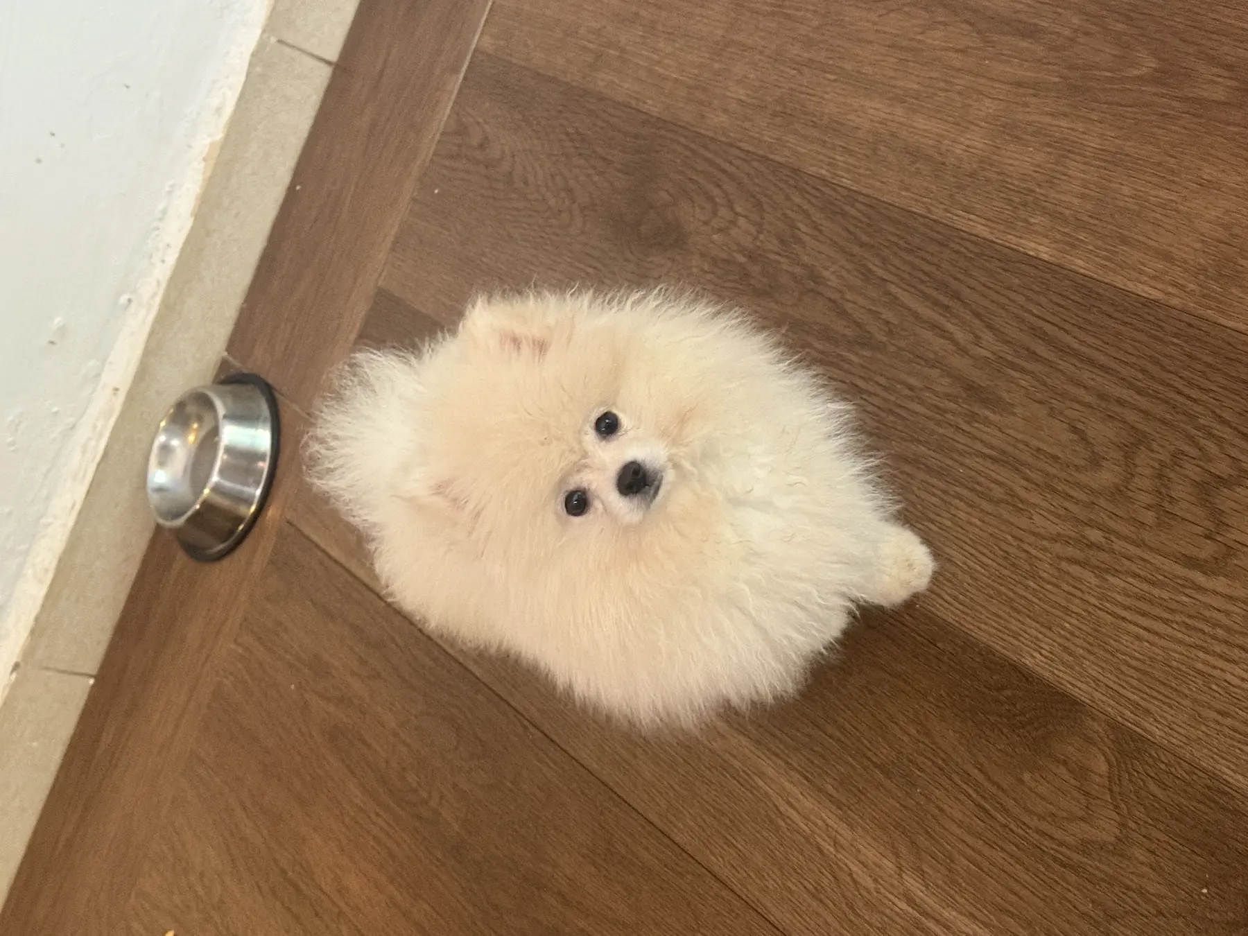 Cachorro Pomerania Teddy Bear en ambiente familiar.
