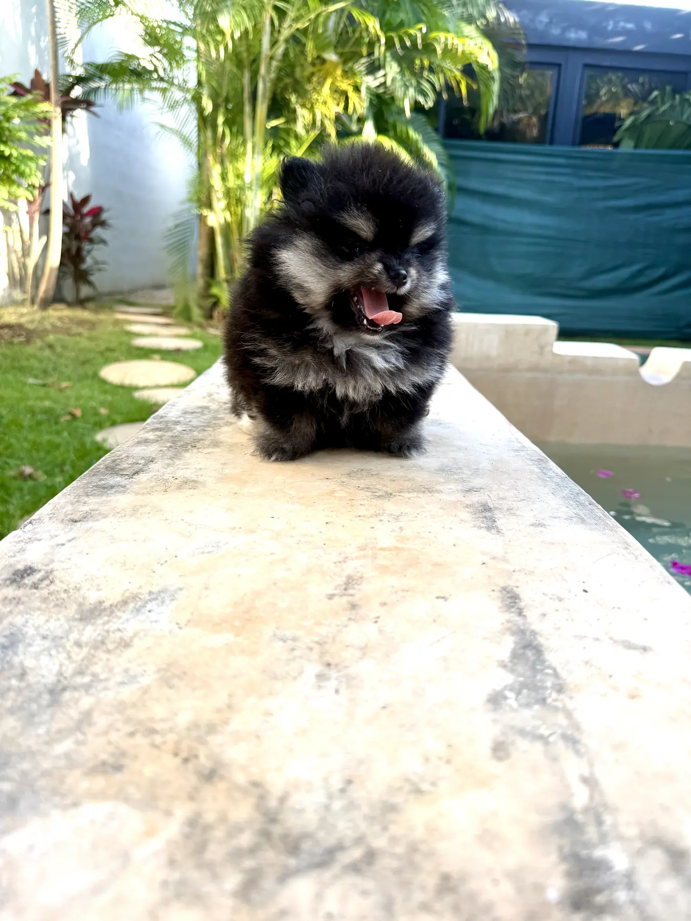 Cachorro Pomerania Teddy Bear oscuro en jardín de casa.