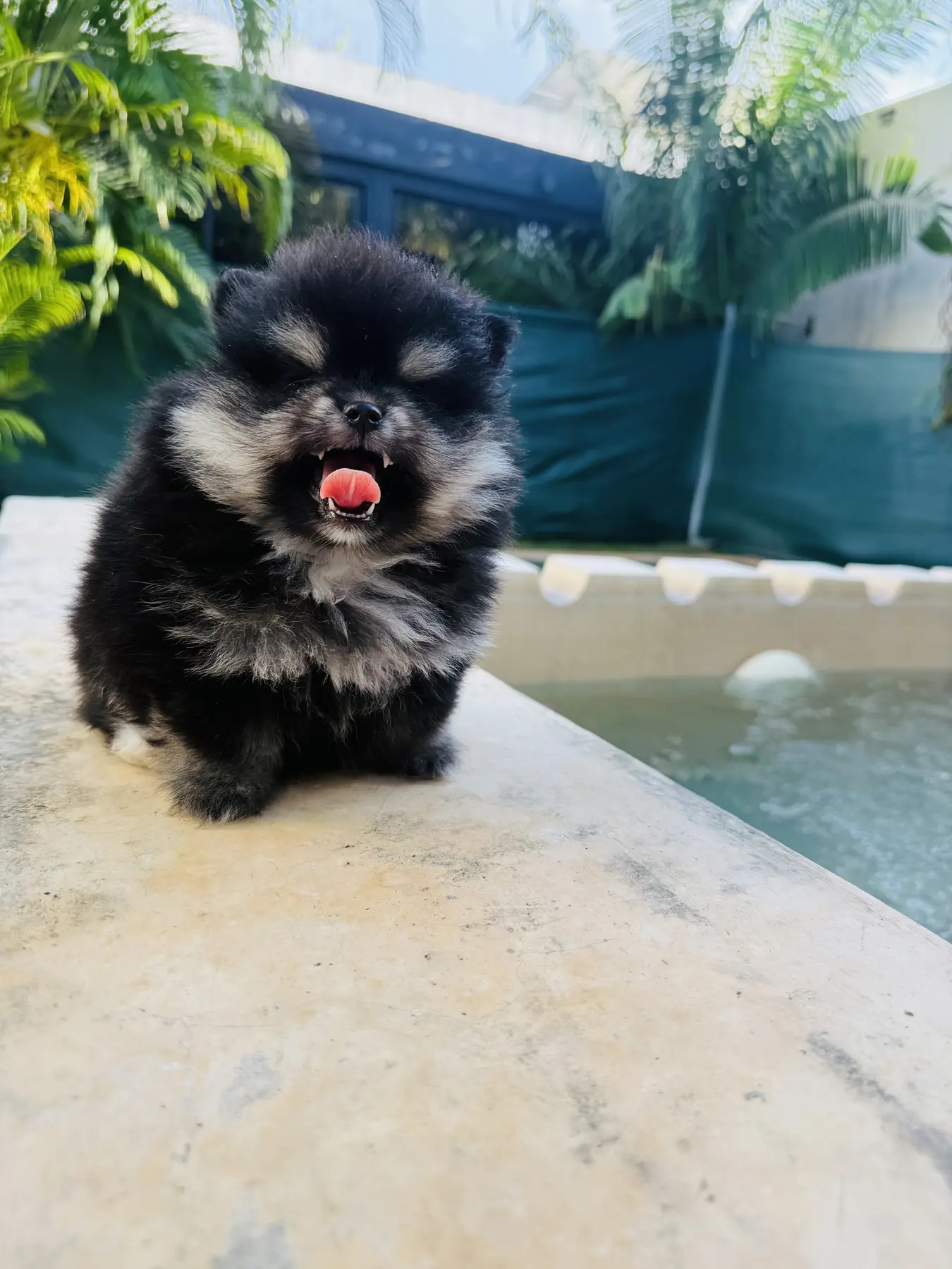 Cachorro Pomerania Teddy Bear de Pom Pom GLAMI en retrato vertical.