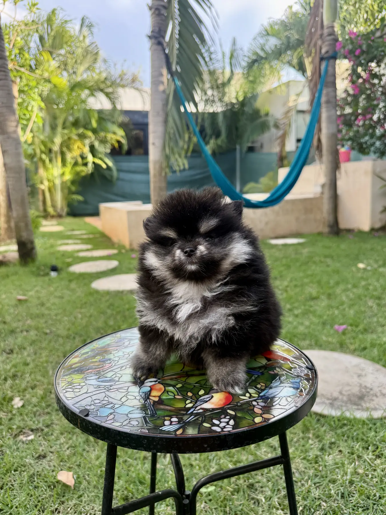 Cachorro Pomerania Teddy Bear de Pom Pom GLAMI con pelaje claro.