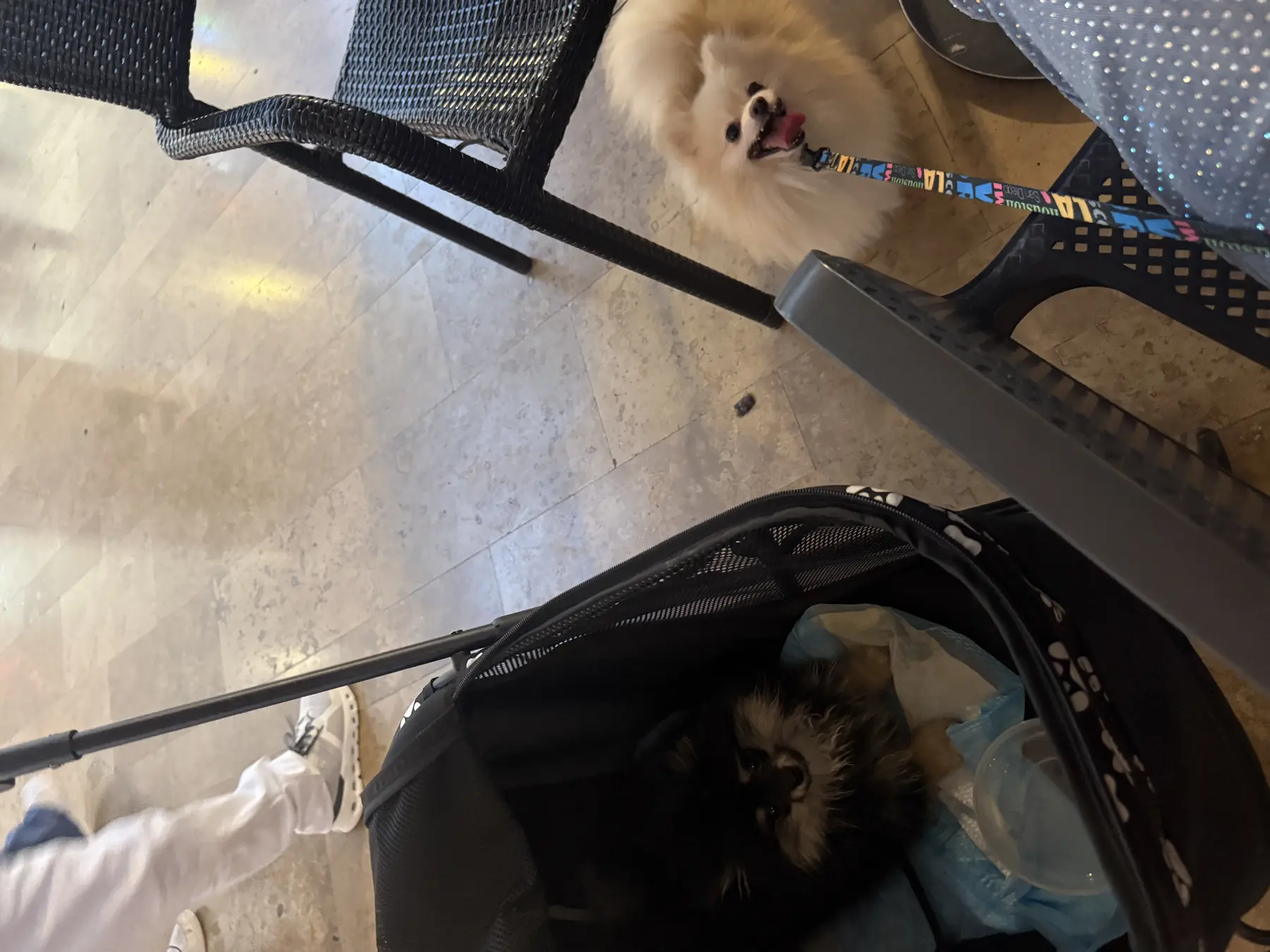 Cachorro Pom Pom GLAMI durante un momento de entrega familiar.