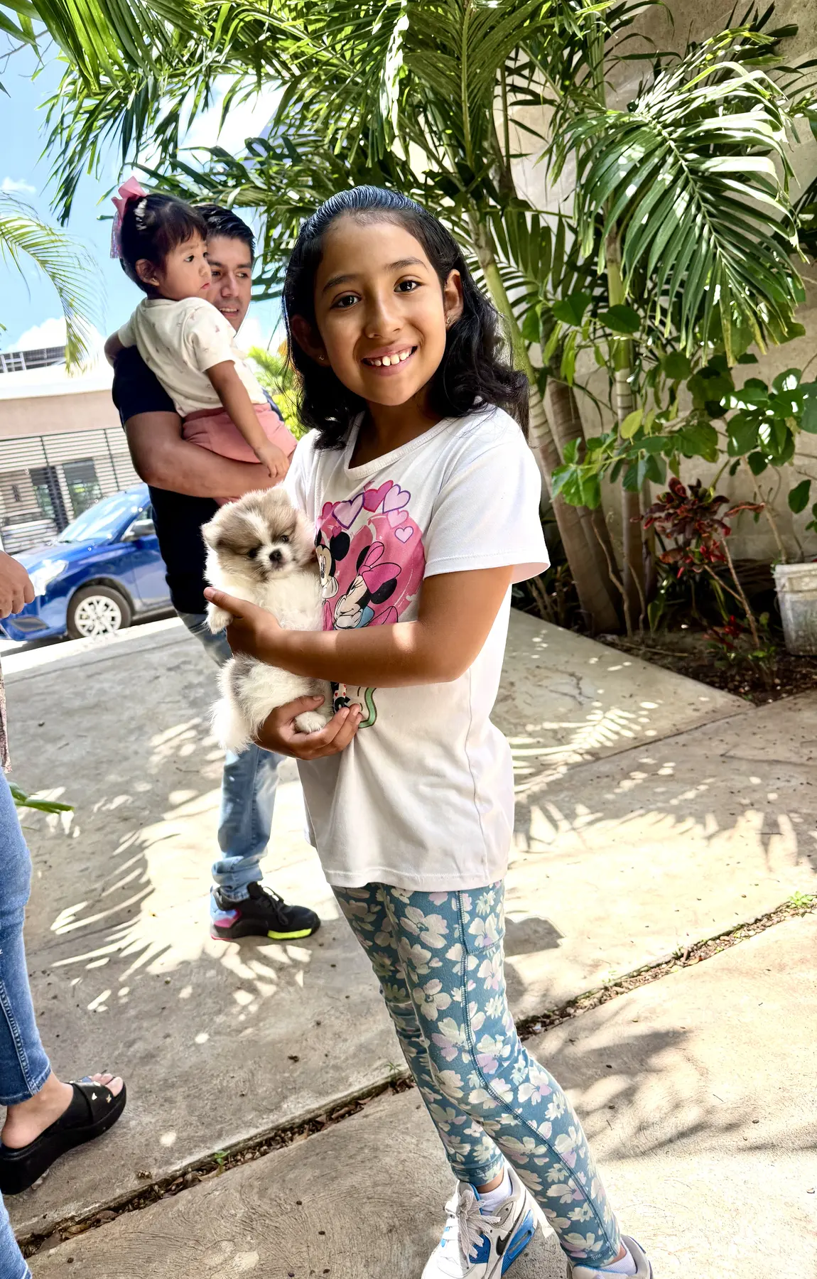 Entrega familiar de cachorro Pomerania Teddy Bear de Pom Pom GLAMI.
